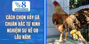 Cách Chọn Vảy Gà Chuẩn Xác Từ Kinh Nghiệm Sư Kê Lâu Năm