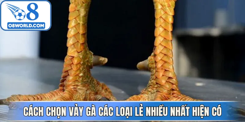 Cách chọn vảy gà các loại lẻ nhiều nhất hiện có