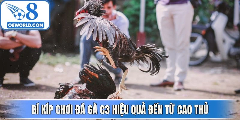 Bí kíp chơi đá gà C3 hiệu quả đến từ cao thủ