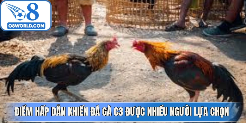 Điểm hấp dẫn khiến đá gà C3 được nhiều người lựa chọn
