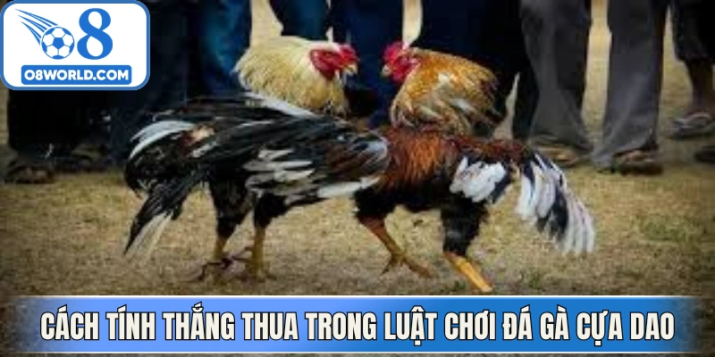 Cách tính thắng thua trong luật chơi đá gà cựa dao