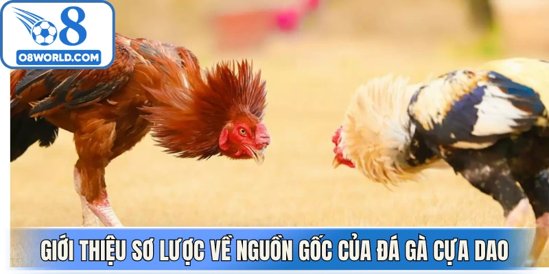 Giới thiệu sơ lược về nguồn gốc của đá gà cựa dao