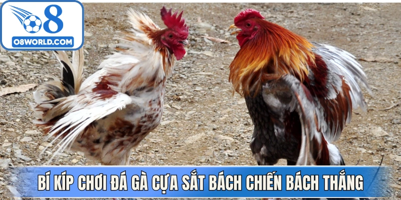 Bí kíp chơi đá gà cựa sắt bách chiến bách thắng