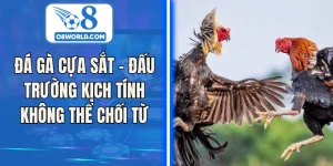 Đá Gà Cựa Sắt - Đấu Trường Kịch Tính Không Thể Chối Từ