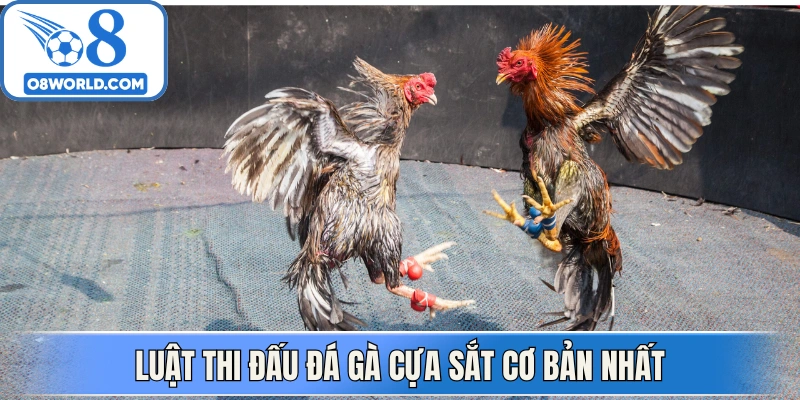 Luật thi đấu đá gà cựa sắt cơ bản nhất