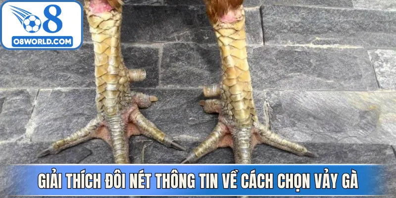 Giải thích đôi nét thông tin về cách chọn vảy gà
