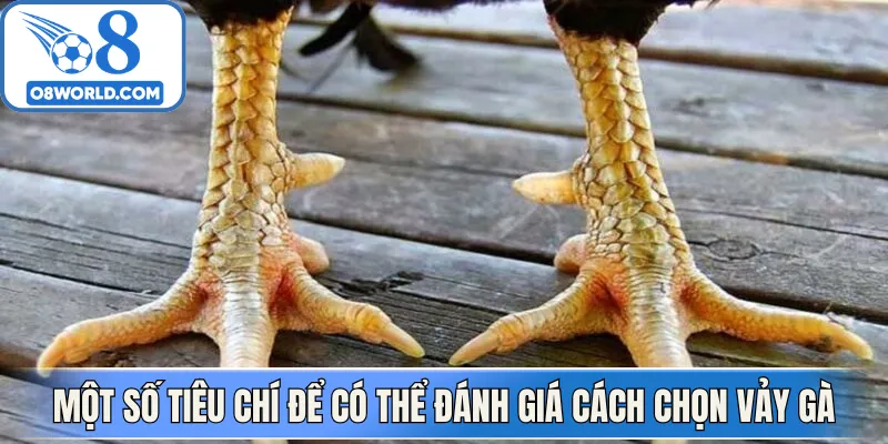 Một số các tiêu chí để có thể đánh giá cách chọn vảy gà